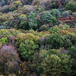 La forêt des légendes