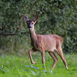 Princes des Campagnes